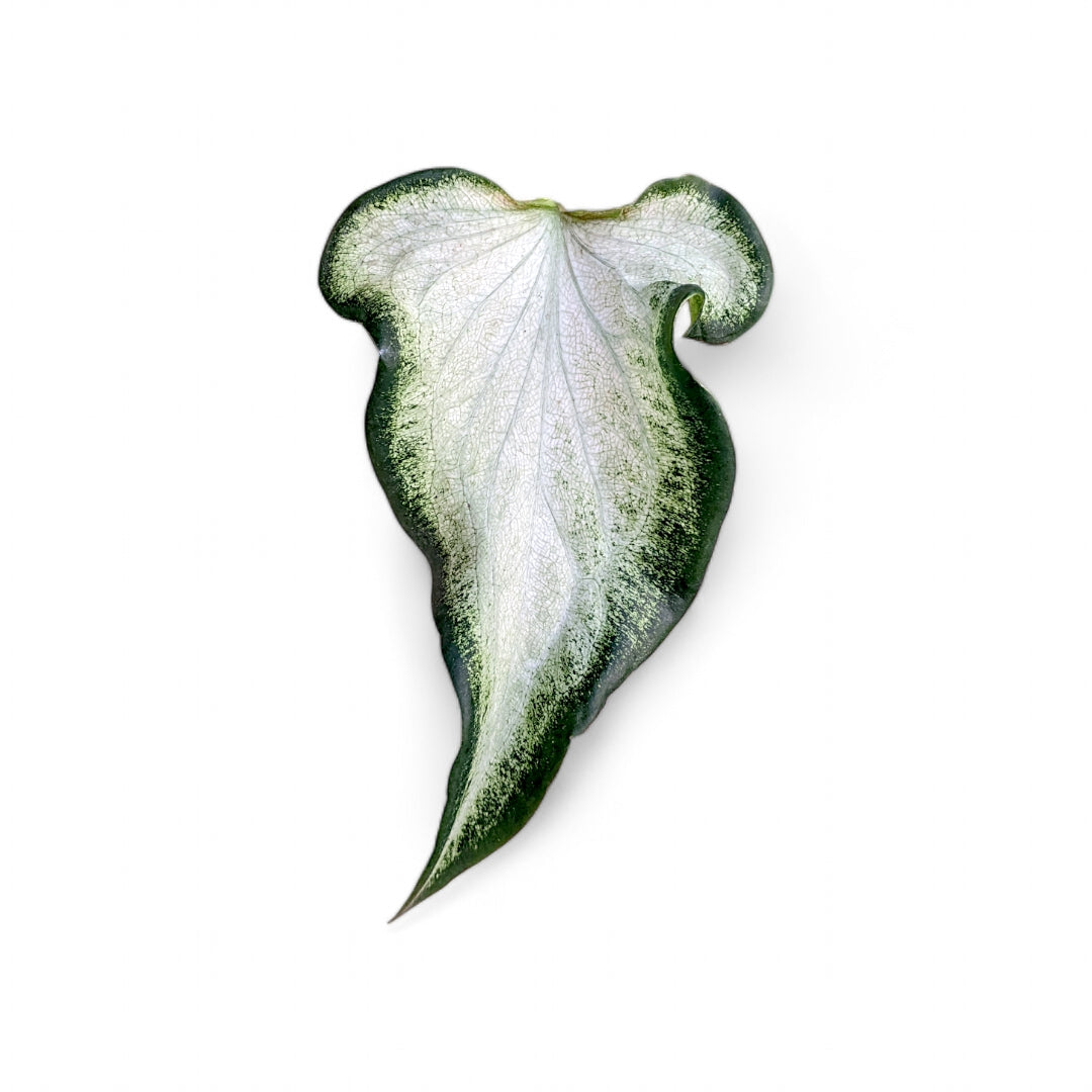 Caladium 'Icicle' - Caladium - Soiled