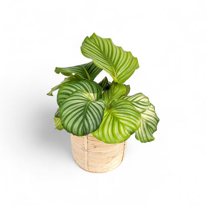 Calathea Orbifolia - Calathea Orbifolia - Soiled