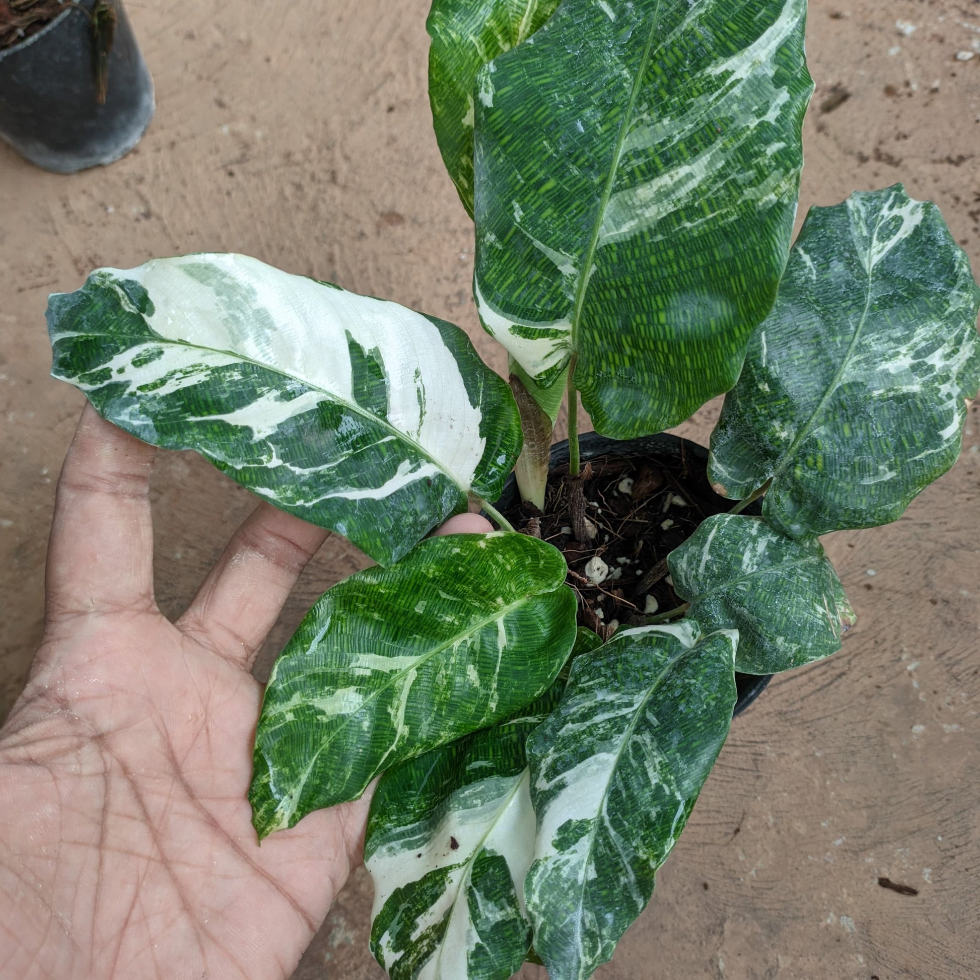 Calathea Musaica Variegated Main