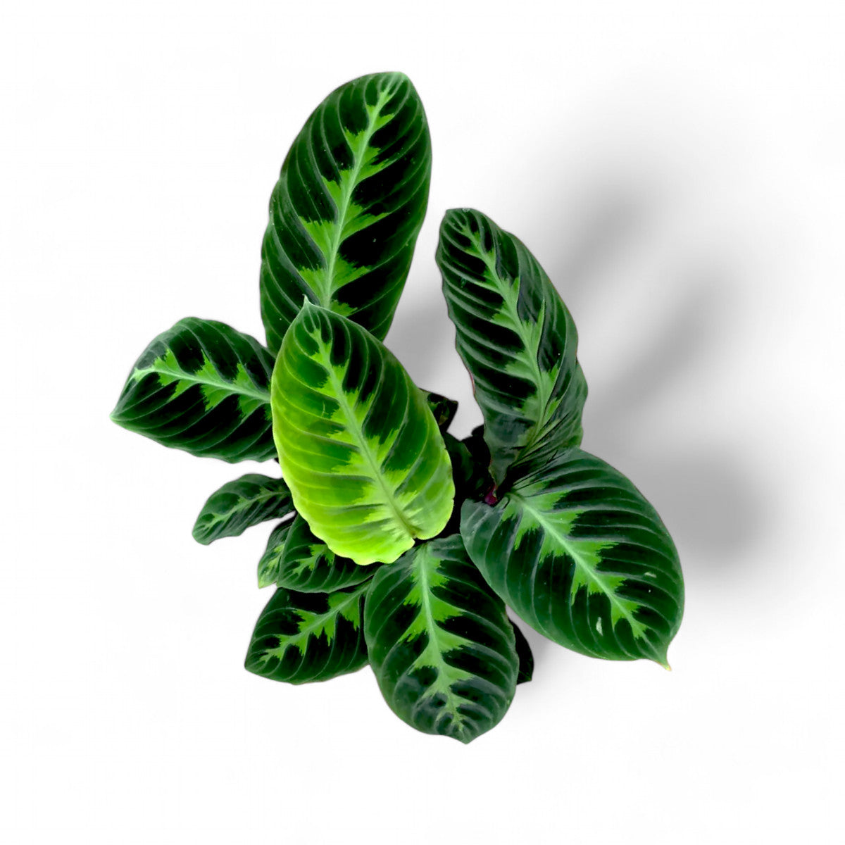 Calathea Warscewiczii - Indoor & Outdoor Plants - Soiled