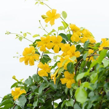 Flowering Creepers - Flowering Creeper - Soiled