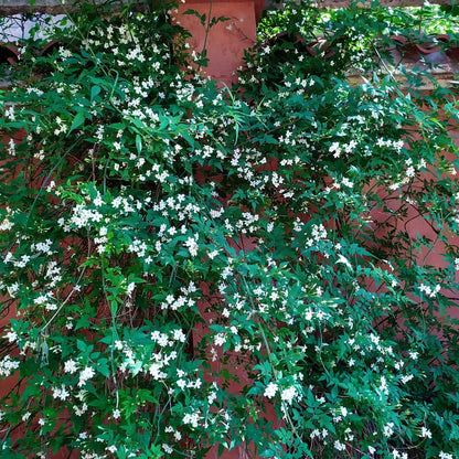 Chameli flower creeper growing by a house