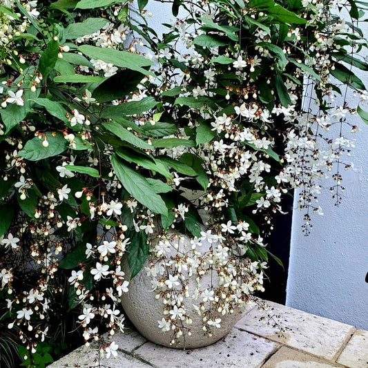 Clerodendrum Wallichii (Chains of Glory) live plant with flowers