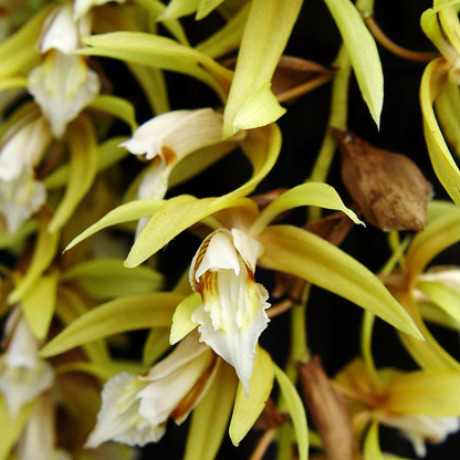 Coelogyne Rochussenii closeup