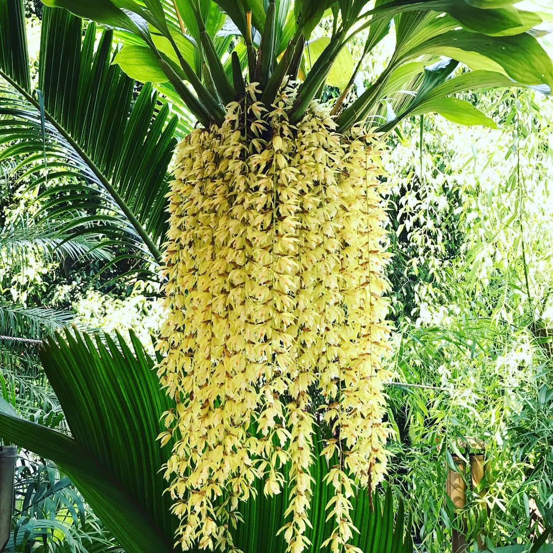 Coelogyne Rochussenii full plant