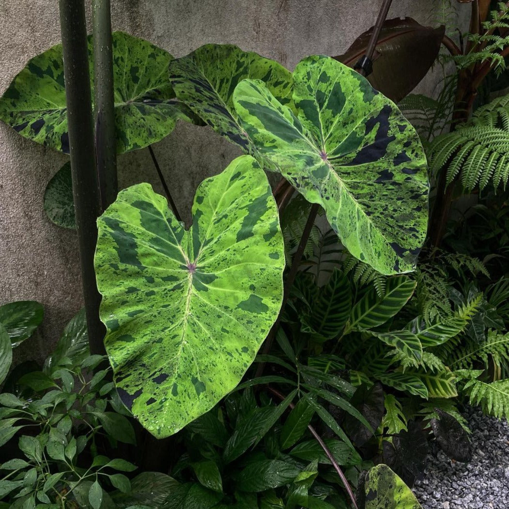 Colocasia Mojito - Colocasia - Soiled