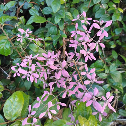 Flowering Creepers - Flowering Creeper - Soiled