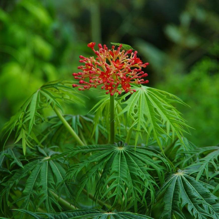 Coralbush (Jatropha Multifida)