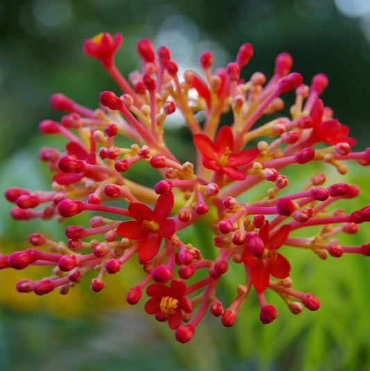 Coralbush (Jatropha Multifida) flower