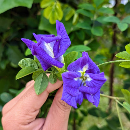 Dark Blue Aparajita Flowers Multiple Petal