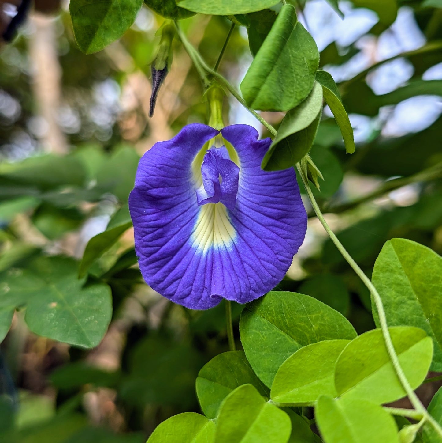 Dark Blue Aparajita Flowers Single Petal