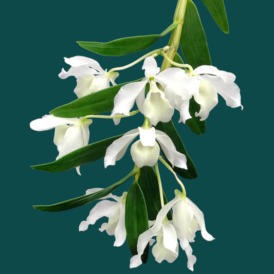 Dendrobium 'Nobile Alba'