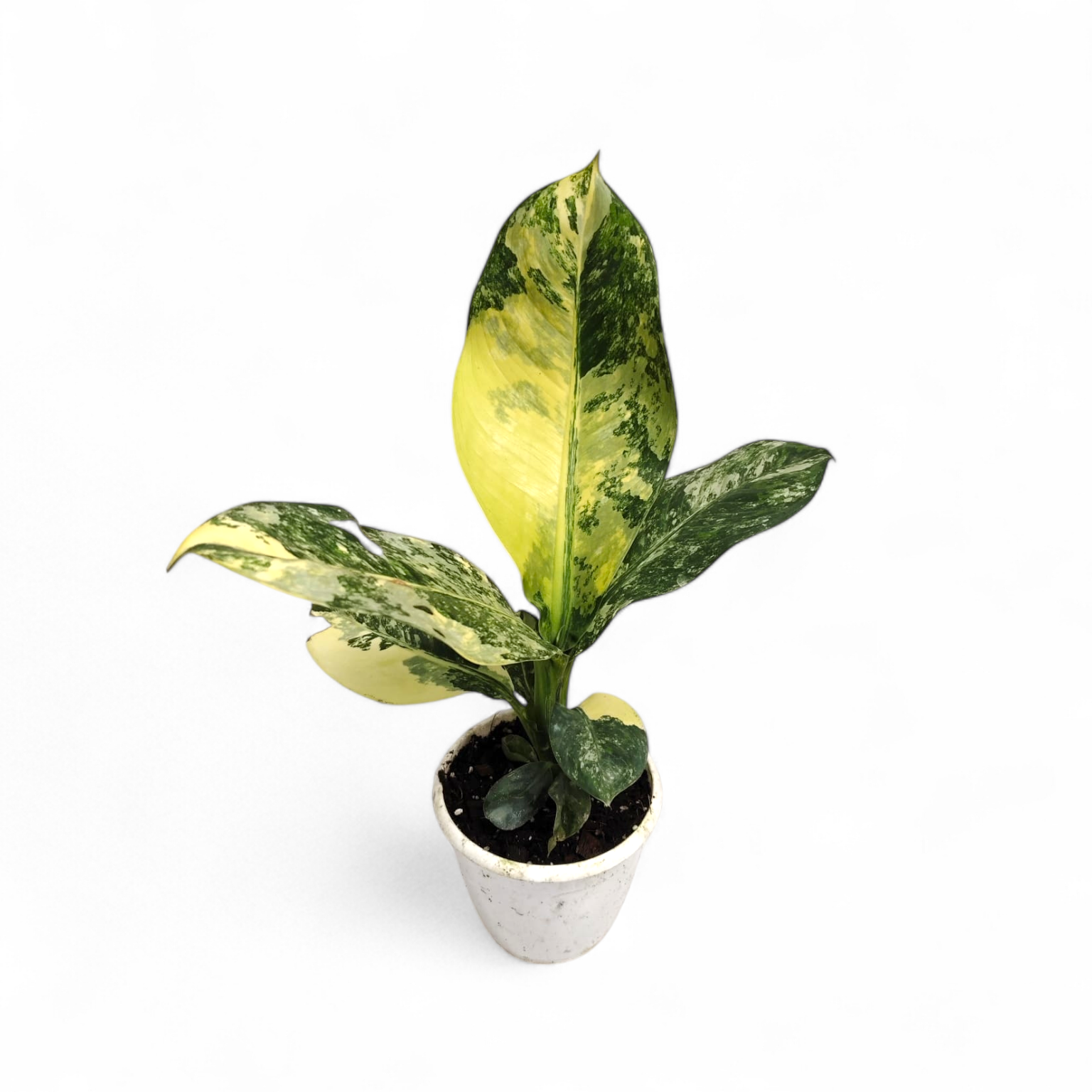 Dieffenbachia Big Ben Variegated