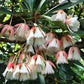 Elaeocarpus Grandiflorus (Lily of the Valley Tree)