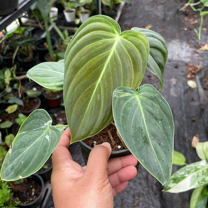 Philodendron Melanochrysum - Indoor & Outdoor Plants - Soiled