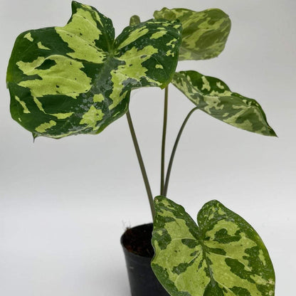 Alocasia 'Hilo Beauty' - Potted Houseplants - Soiled