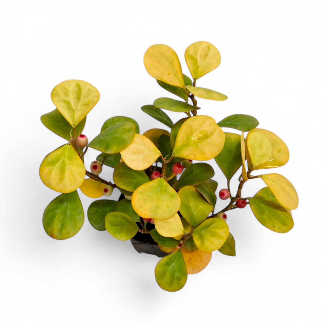 Ficus Deltoidei Golden