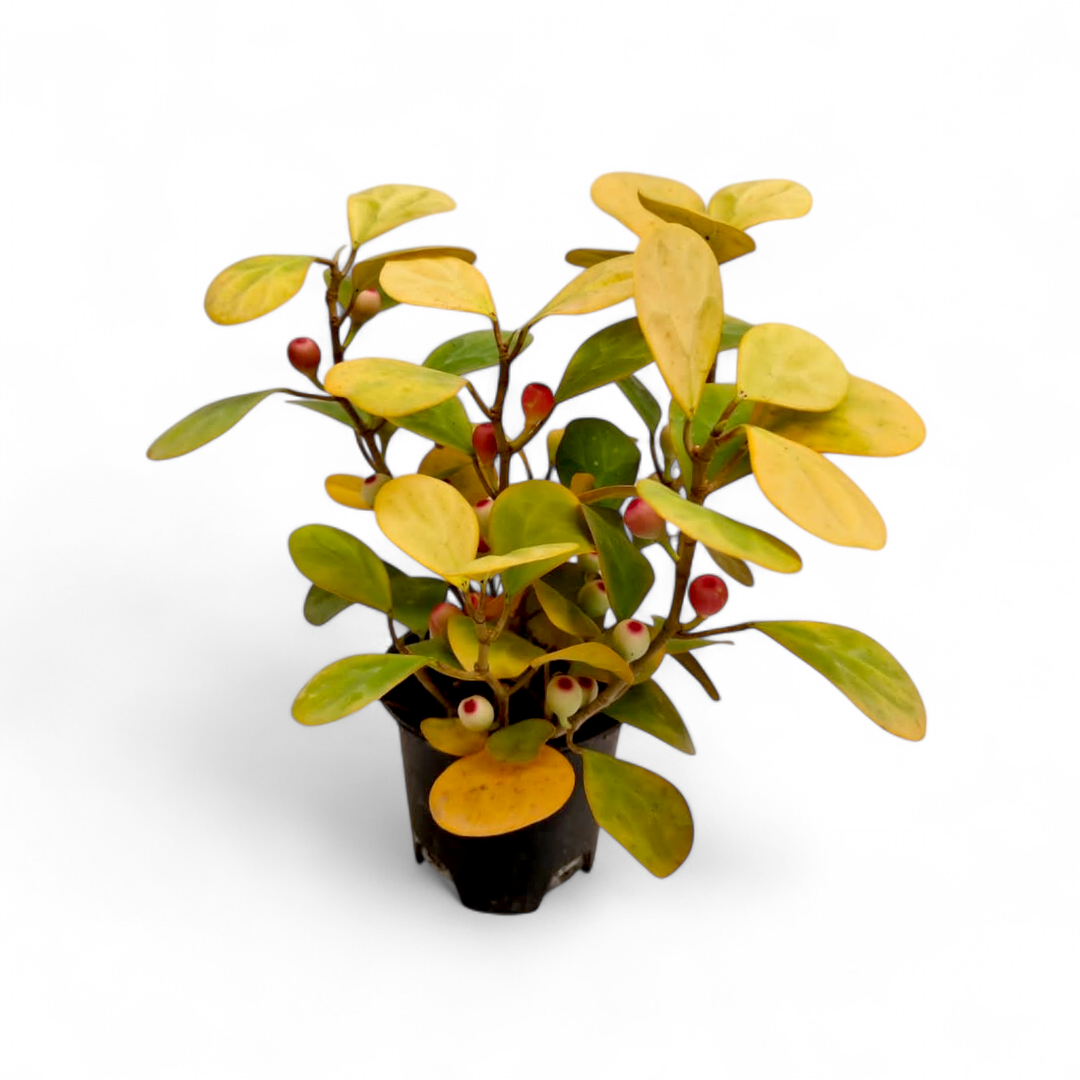 Ficus Deltoidei Golden 2