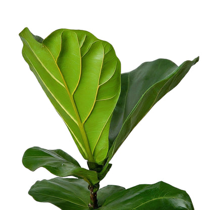 Ficus Lyrata (Fiddle Leaf Fig) - Ficus Lyrata - Soiled