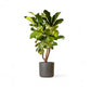 Ficus Lyrata (Fiddle Leaf Fig) - Ficus Lyrata - Soiled