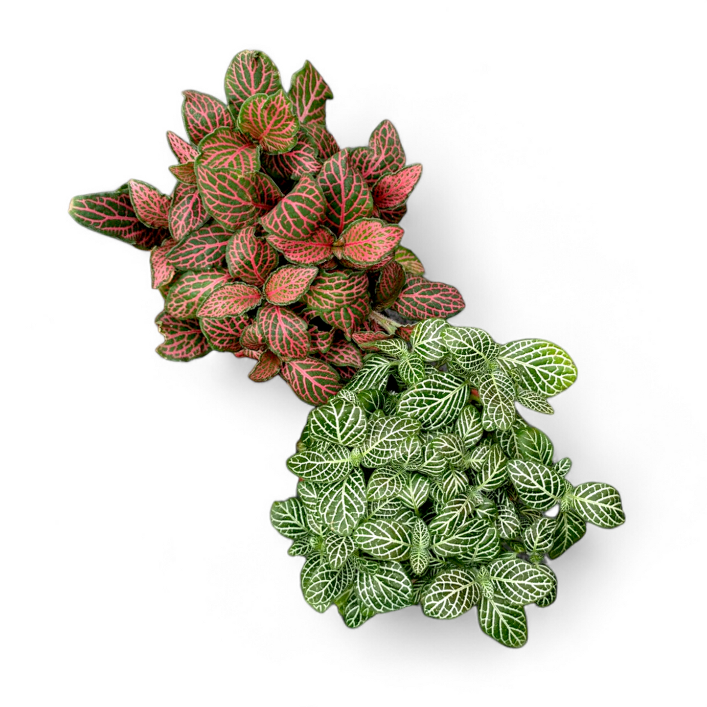 Fittonia (Nerve Plant) - Fittonia - Soiled