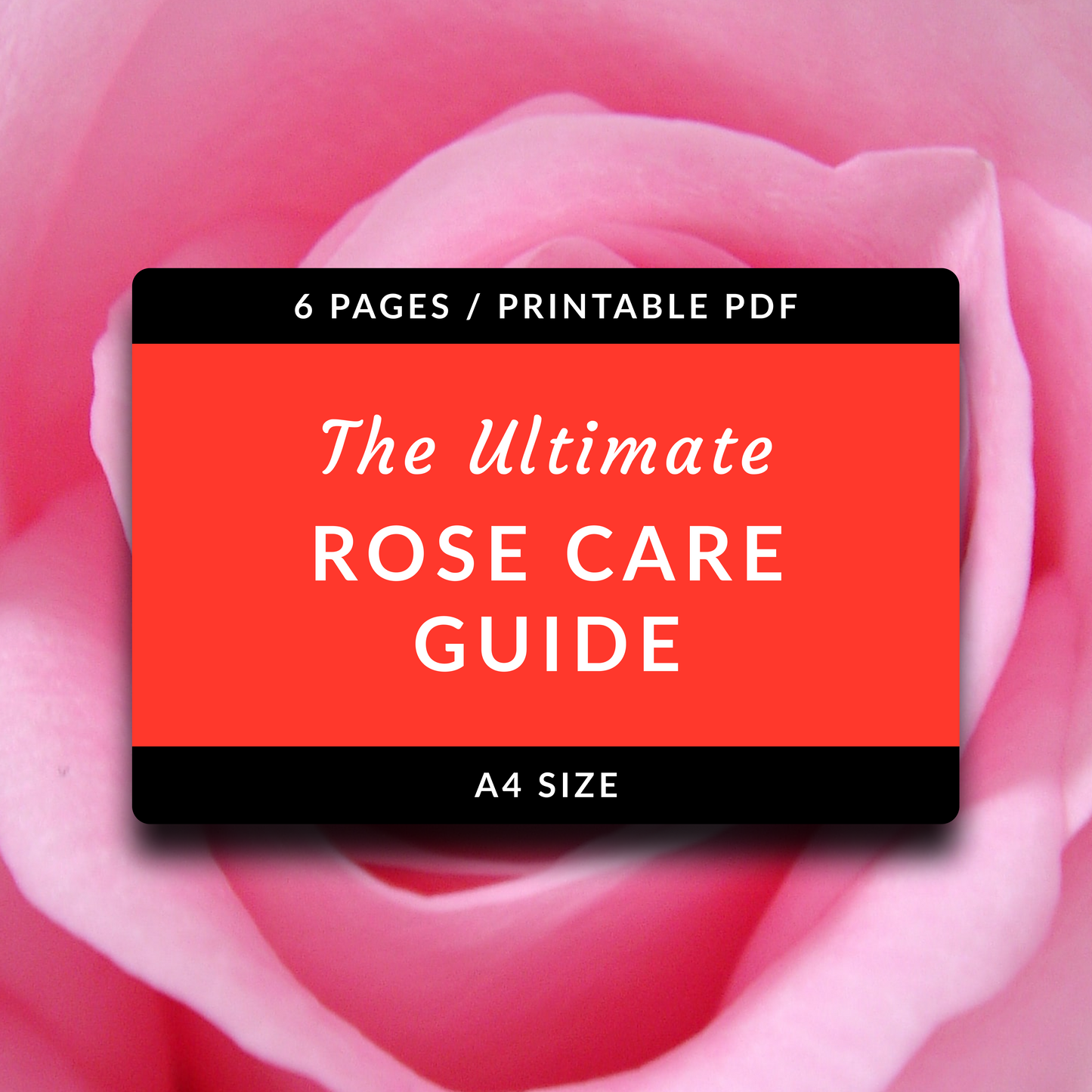 Petals & Wisdon, Ultimate Rose care Guide for Indian Climate (Printable PDF) - Rose - Soiled