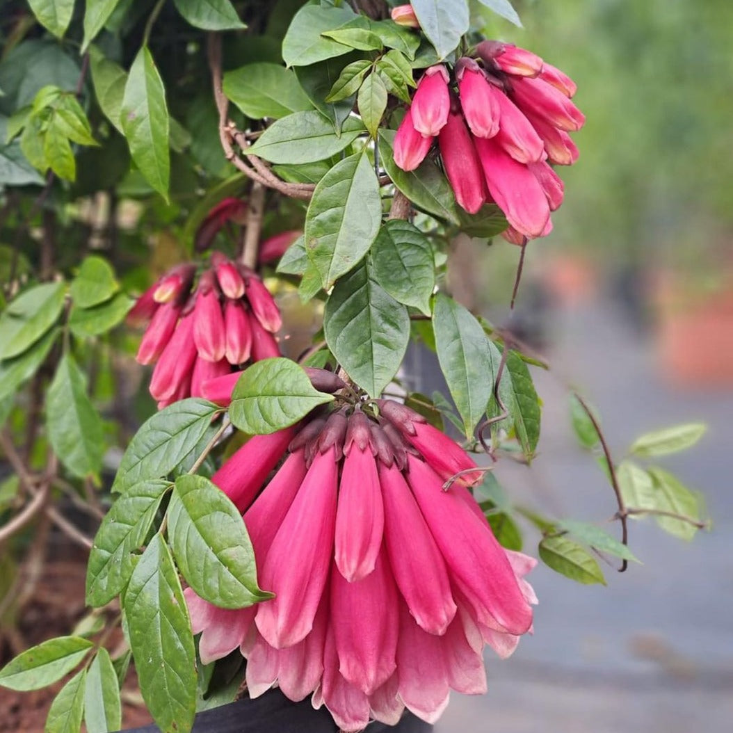 Fraser Island Creeper (Tecomanthe Hillii) - Flowering Plant - Soiled