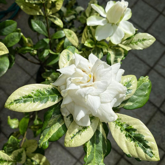 Gardenia Jasminoides 'Variegated' flower