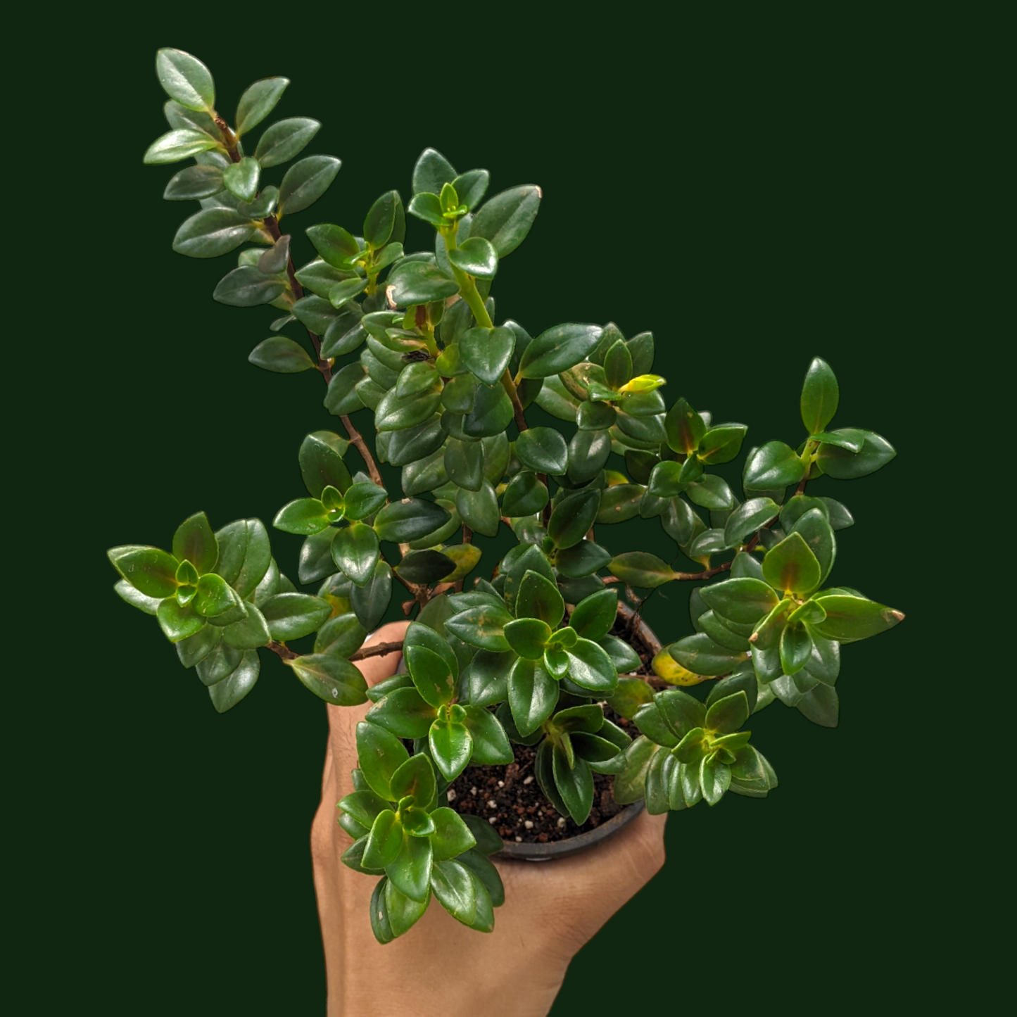 Goldfish Plant (Nematanthus Tropicana) - Flowering Plant - Soiled