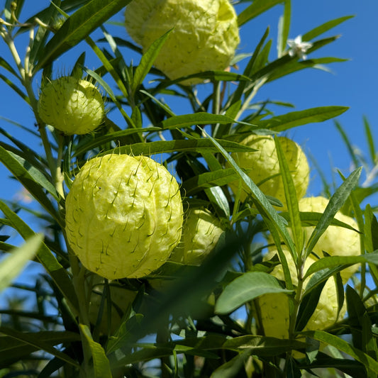 Gomphocarpus Physocarpus seeds