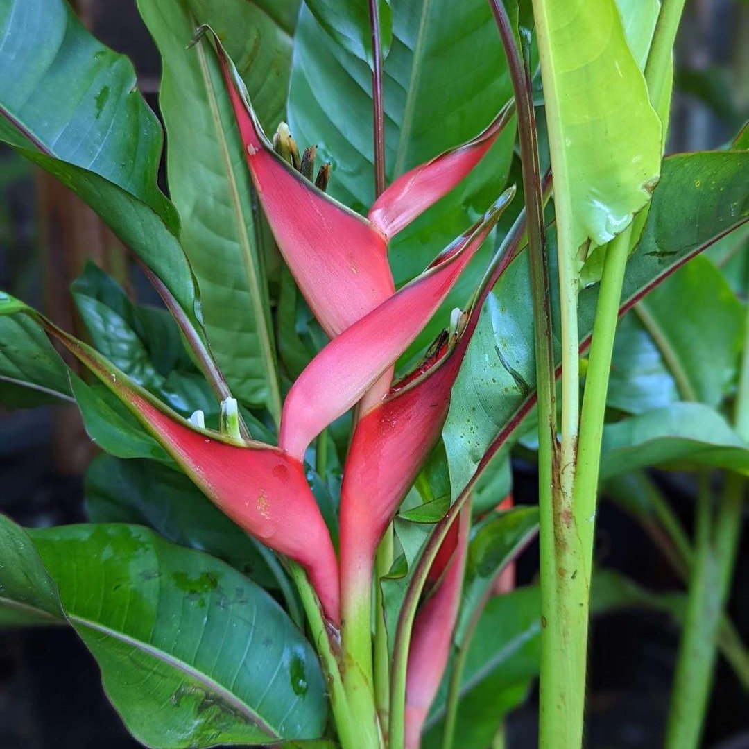 Heliconia 'Jamaica Dwarf' flower