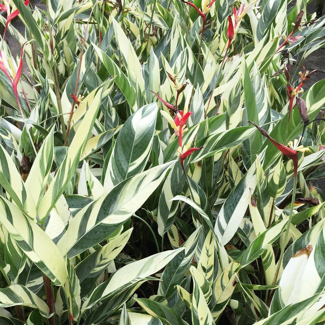 Heliconia Variegated 'Lady Di'