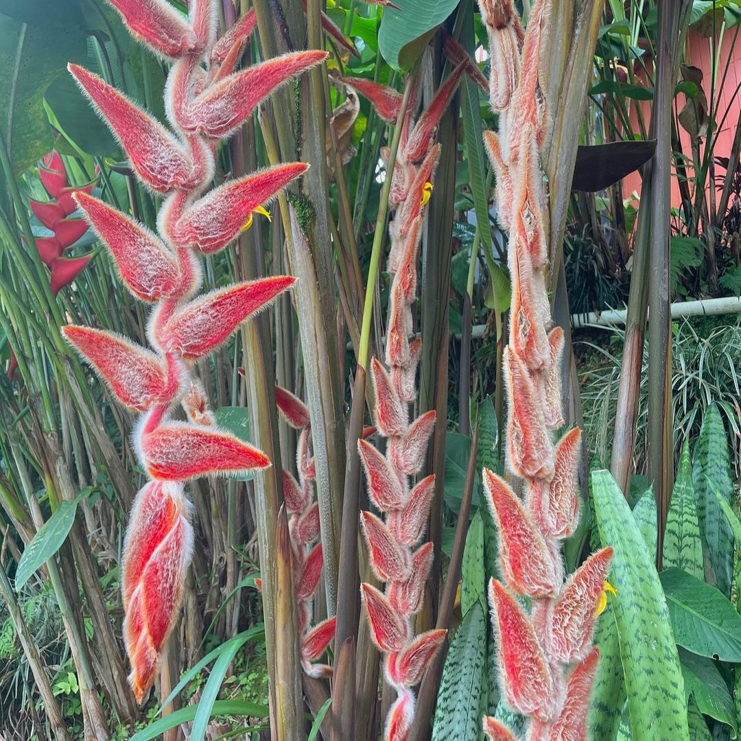 Heliconia Vellerigera - Heliconia - Soiled