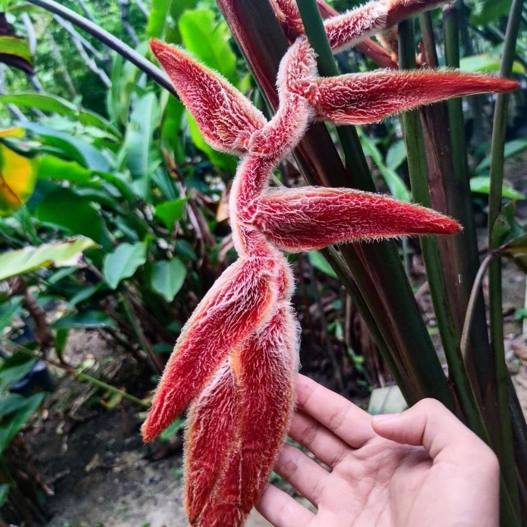 Heliconia Vellerigera - Heliconia - Soiled