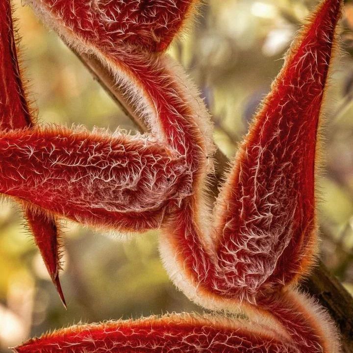 Heliconia Vellerigera - Heliconia - Soiled