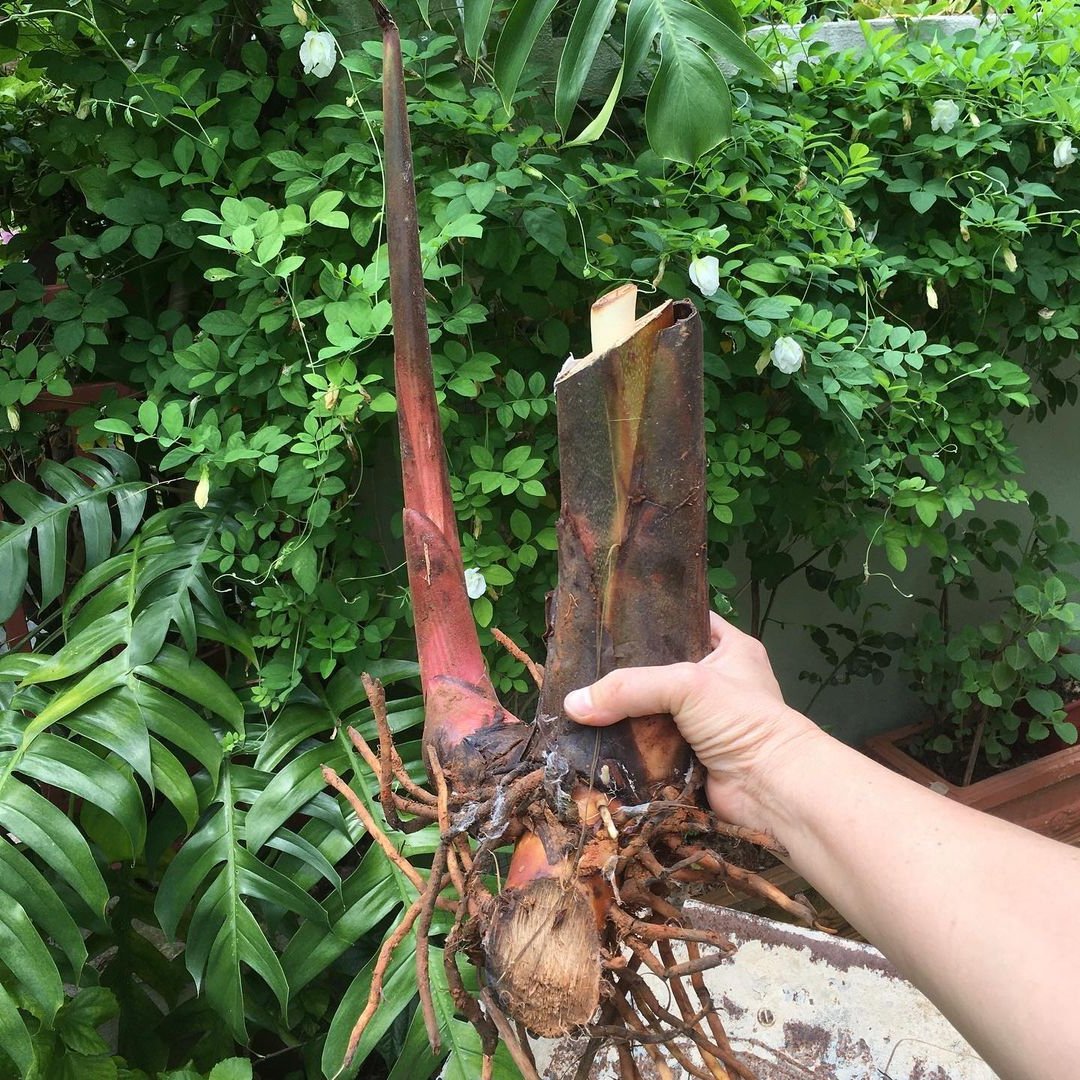 Heliconia Vellerigera - Heliconia - Soiled