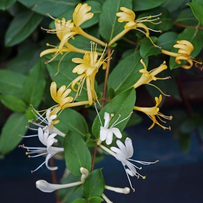 Flowering Creepers - Flowering Creeper - Soiled