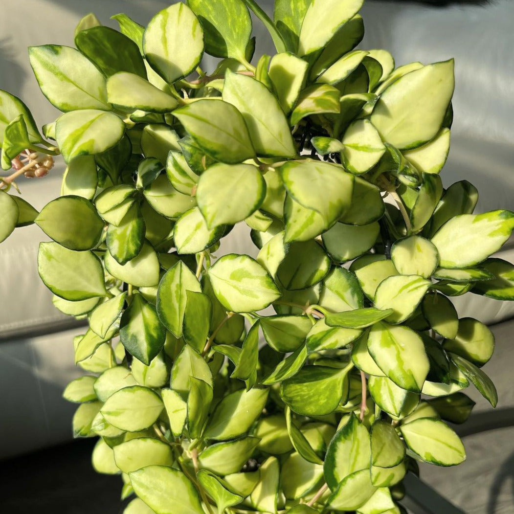 Hoya Heuschkeliana Variegated - Hoya - Soiled