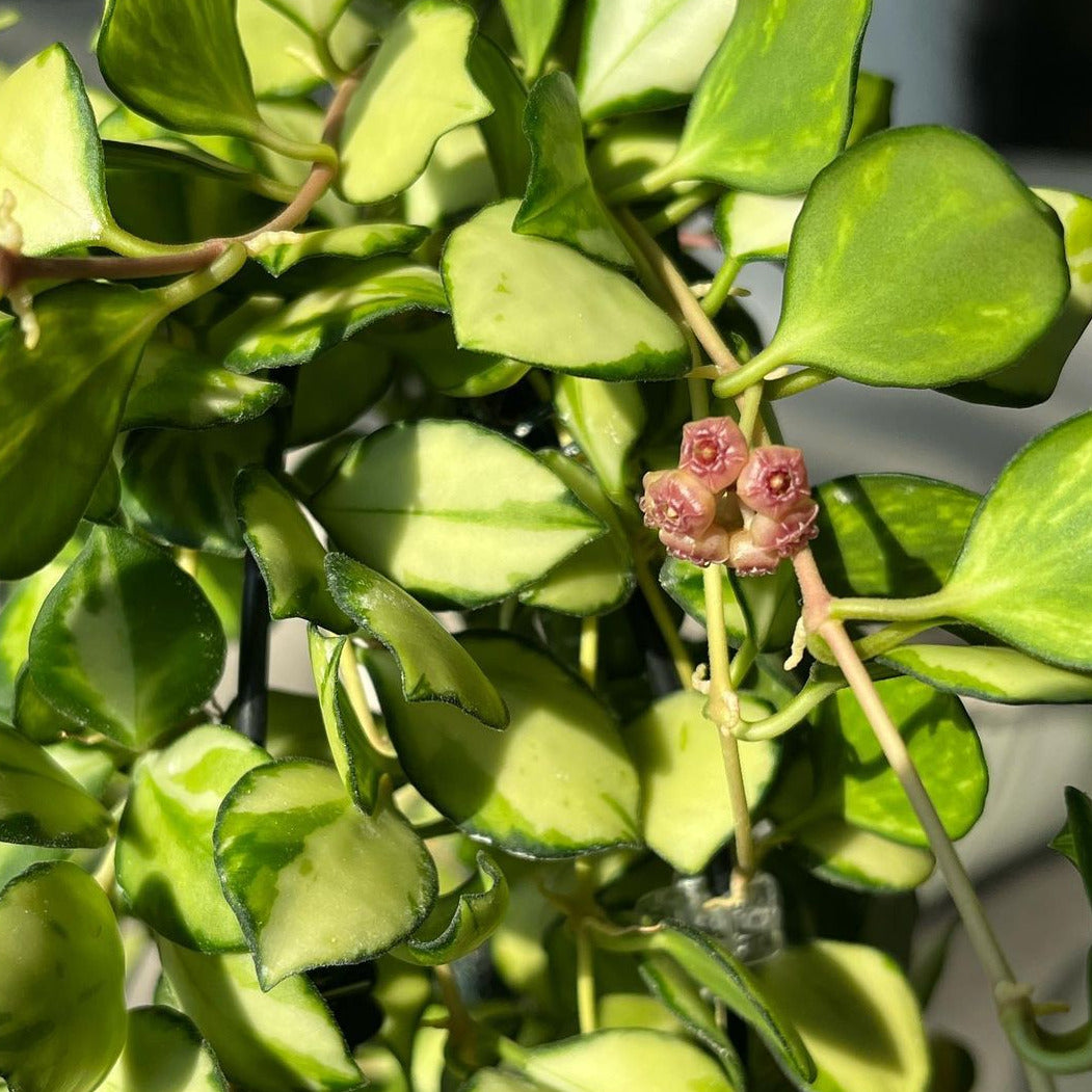 Hoya Heuschkeliana Variegated - Hoya - Soiled