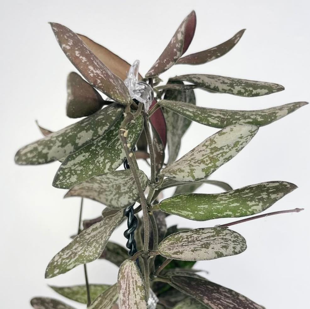 Hoya Sigillatis closeup