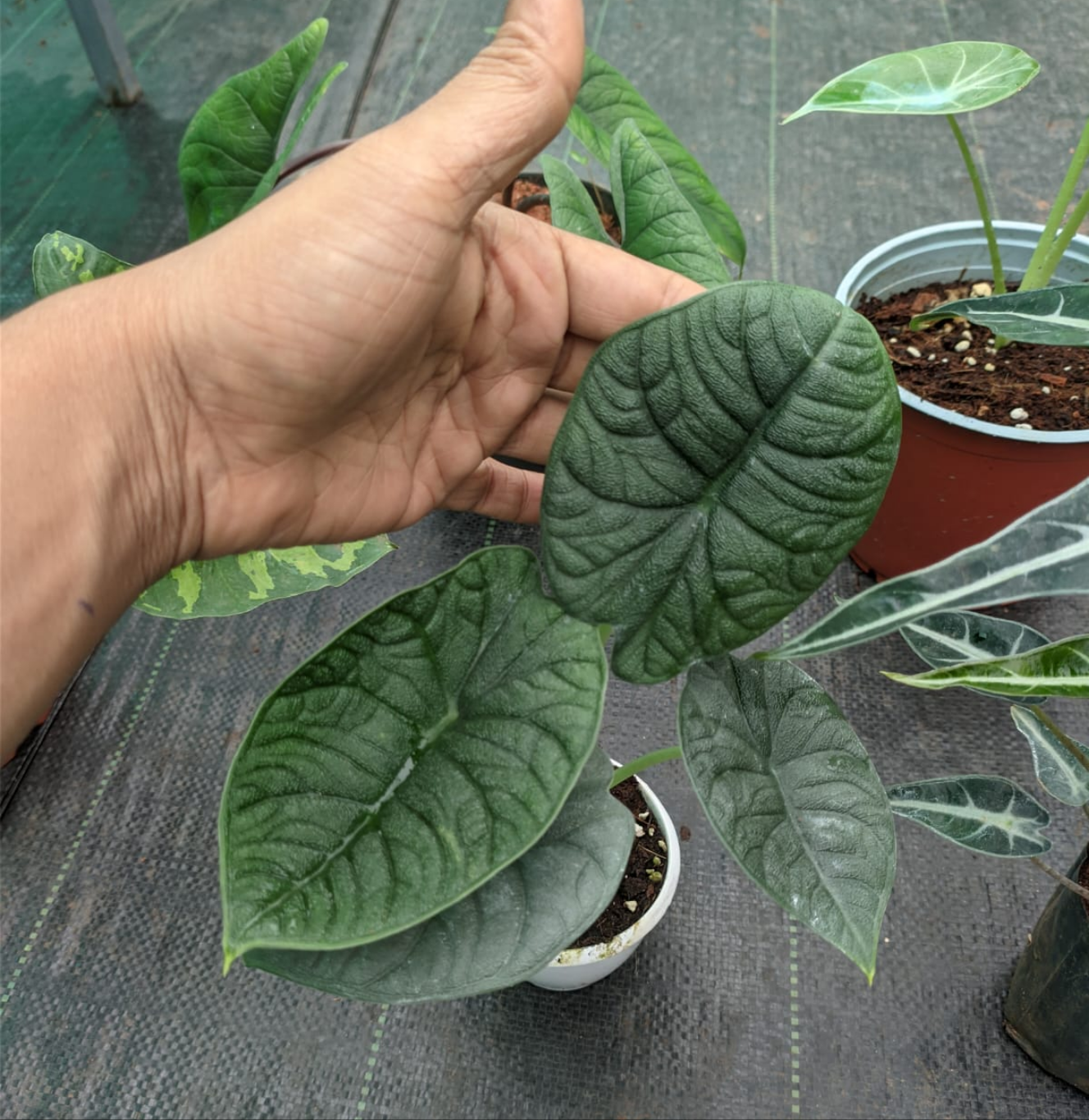 Alocasia Melo - Alocasia - Soiled