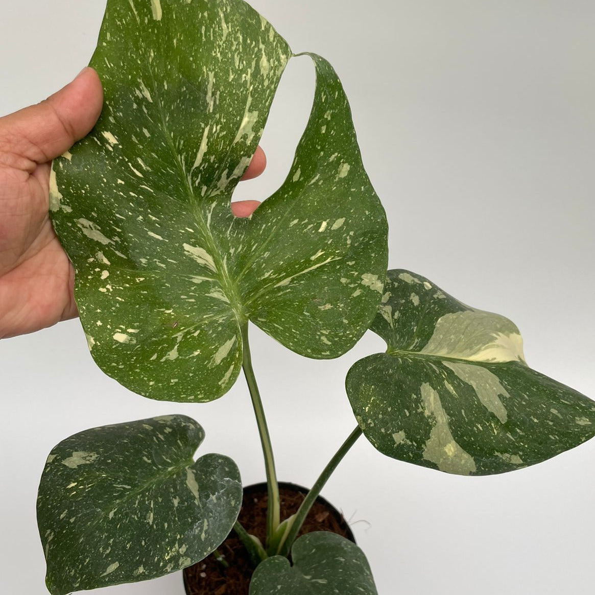 Monstera Thai Constellation - Monstera - Soiled