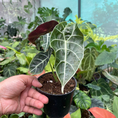 Alocasia Watsoniana - Alocasia - Soiled