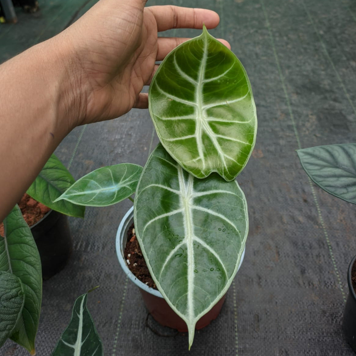 Alocasia Grandis - Alocasia - Soiled