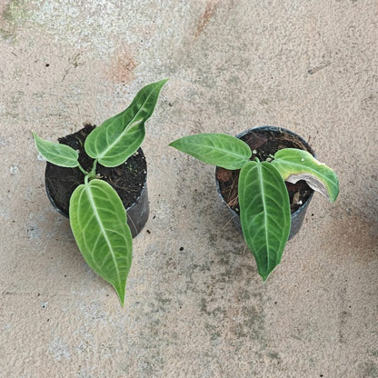 Anthurium Queen Warocqueanum 'Dark Narrow' - Philodendron - Soiled