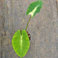 Colocasia White Lava - Colocasia - Soiled