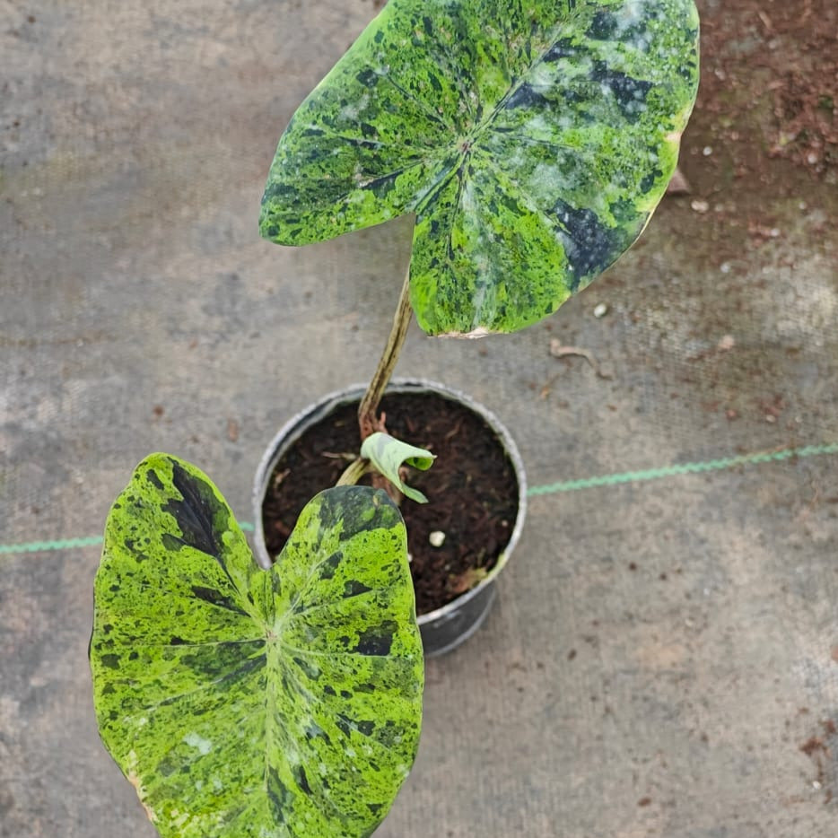 Colocasia Mojito - Colocasia - Soiled