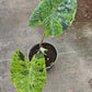 Colocasia Mojito - Colocasia - Soiled