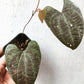 Dioscorea Discolor - Potted Houseplants - Soiled