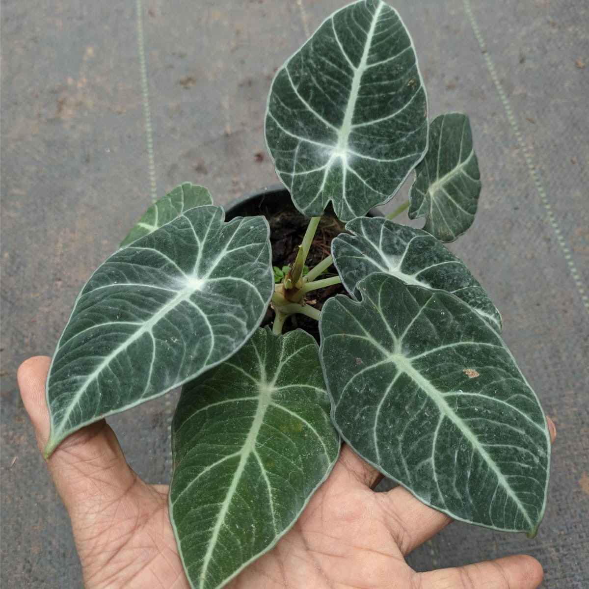 Alocasia Black Velvet - Alocasia - Soiled